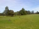 Kangaroos at Golf Course
Picture # 1150
