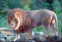 Male Lion
Picture # 704
