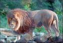 Male Lion
Picture # 704