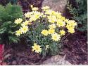 Osteospermum
Picture # 1620
