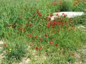 Wild Poppies
Picture # 3766

