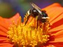 Bumblebee on Cosmos
Picture # 1424