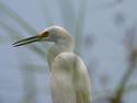 Egret
Picture # 1986
