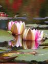 Water Lilies
Picture # 1171

