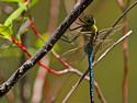 Dragonfly
Picture # 1427