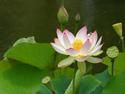 Lotus Blossom and Pods
Picture # 1734
