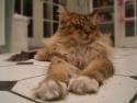 Yogi and catnip
Picture # 1781
