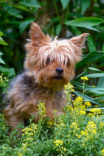 Daily photo - Yorkshire Terrier