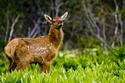 Elk in Meadow
Picture # 3119
