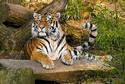 Amur-Tiger
Picture # 2280
