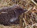 Baby Hedgehog
Picture # 2290
