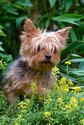 Yorkshire Terrier
Picture # 2279

