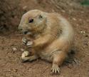 Prairie Dog
Picture # 2278
