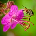 Fly on flower
Picture # 2686
