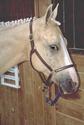 Show Horse in Stall
Picture # 1168
