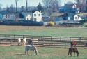 Horses at Pasture
Picture # 1166

