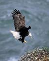 Bald Eagle
Picture # 892
