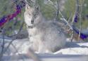 Gray Wolf
Picture # 896
