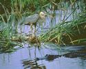 Great blue heron and alligator
Picture # 953

