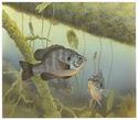 Redear Sunfish
Picture # 1155
