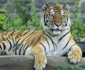 Siberian Tiger
Picture # 964
