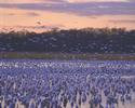 Snow Geese at Sunset
Picture # 952