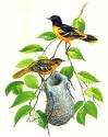 Baltimore Oriole
Picture # 1385
