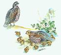 Bobwhite
Picture # 1389
