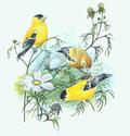 Goldfinches
Picture # 1400
