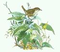 House Wren
Picture # 1402
