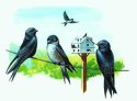 Purple Martin
Picture # 1405
