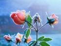 Angel Roses
Picture # 741