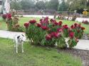 Freckles and her Flowers
Picture # 1380
