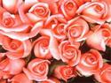 Bouquet of Roses
Picture # 747