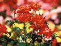 Bouquet of Roses
Picture # 745