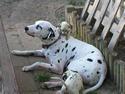 Canine Jungle Gym
Picture # 1022
