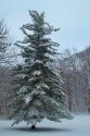 Cold Tree
Picture # 552
