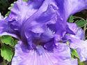Blue Iris in the Rain
Picture # 650