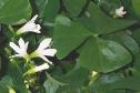 Oxalis
Picture # 187
