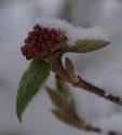 Promise of Spring
Picture # 3726
