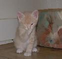 Amy 7 wks old
Picture # 1658
