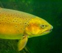 Rainbow Trout
Picture # 714
