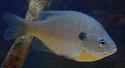 Sunfish
Picture # 1415

