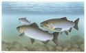 Pacific Salmon
Picture # 1154
